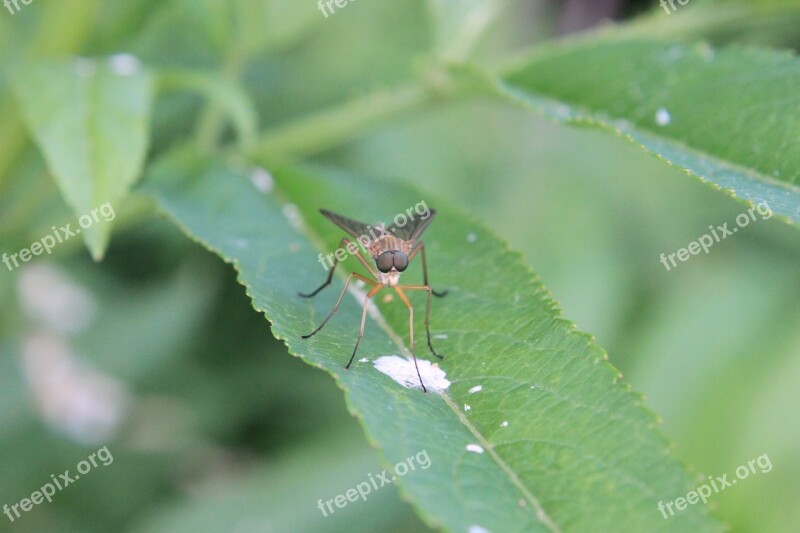 Close-up Deer Flie Flies Horsefly Plant