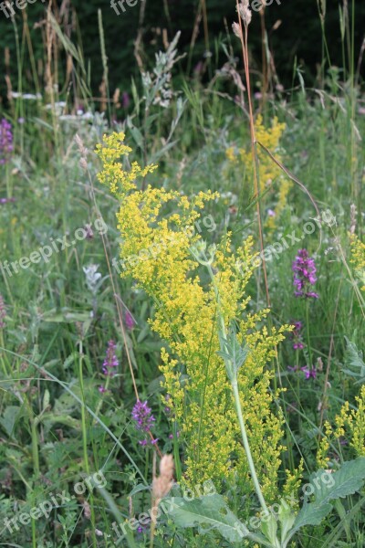 Bedstraw Flowers Galium Herbal Remedy