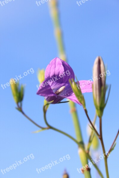 Balloon Bellflower Chinese Flowers Grandiflorus