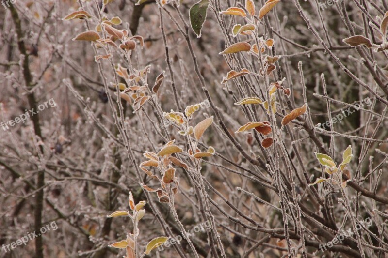 Cold Cover Fall Frost Leaves