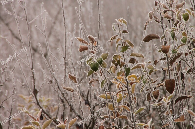 Cold Cover Fall Frost Leaves