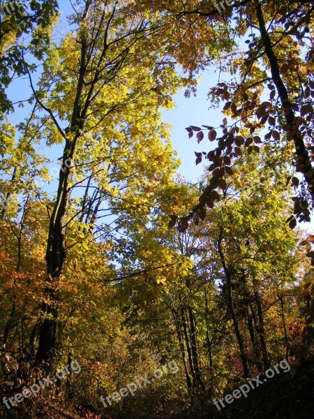 Fall Forest Golden Leaves Red