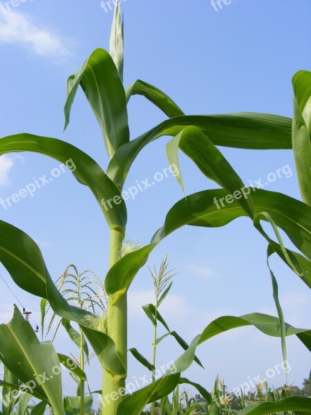 Agriculture Cob Corn Green Maze