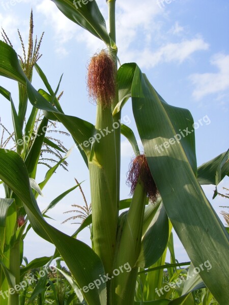 Agriculture Cob Corn Green Maze