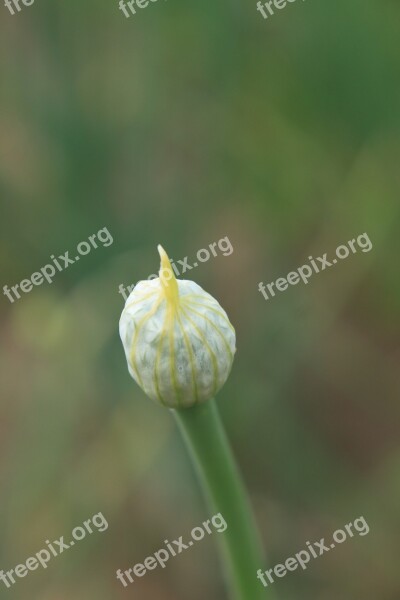 Agriculture Allium Buds Cernuum Flowers