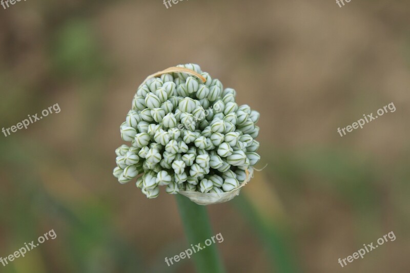 Agriculture Allium Buds Cernuum Flowers