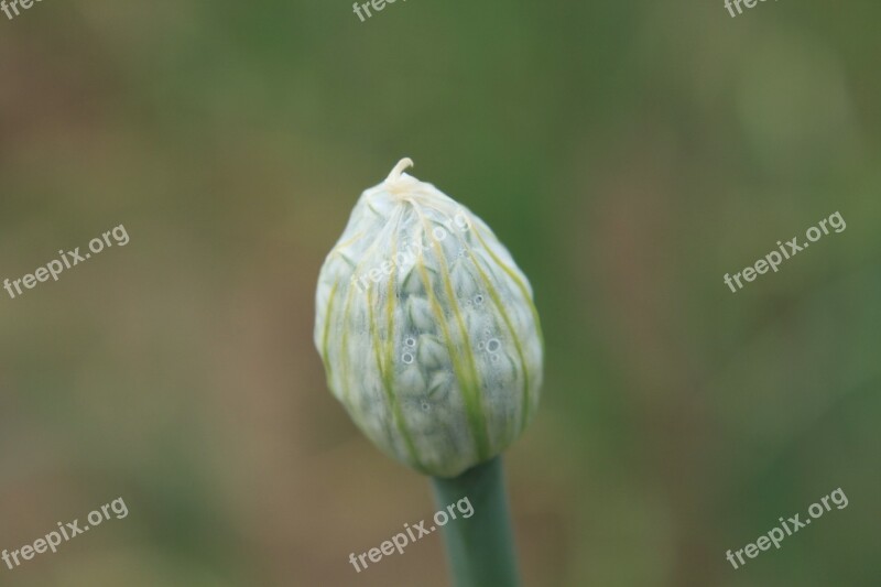 Agriculture Allium Buds Cernuum Flowers