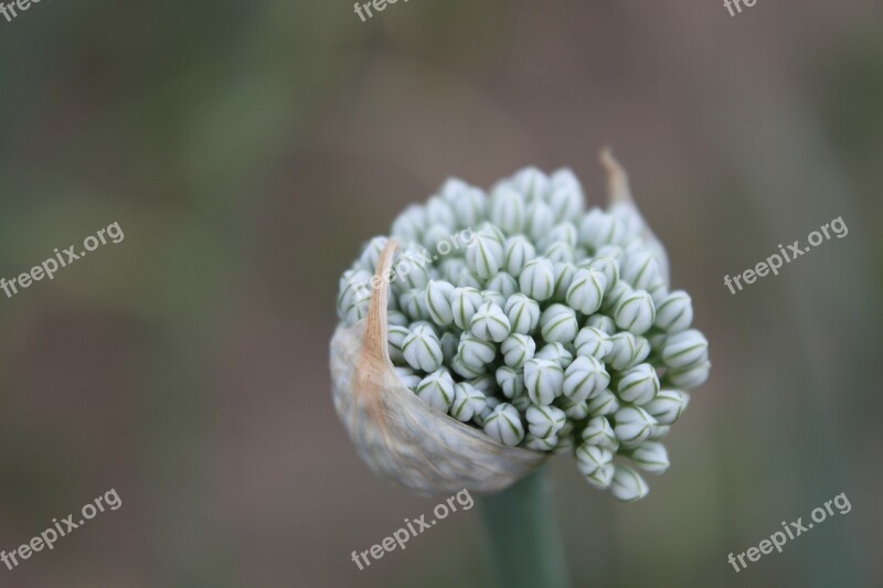 Agriculture Allium Buds Cernuum Flowers