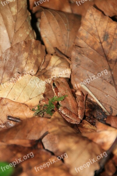 Arborea Frog Green Hyla Leaves