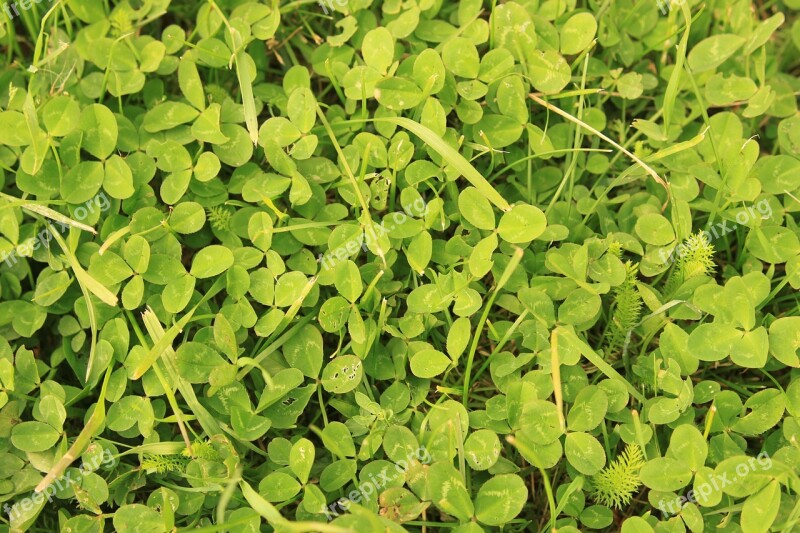 Clover Green Leaves Trefoil Trifolium