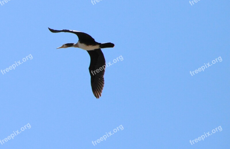 Blue Duck Flight Platyrhynchos Sky