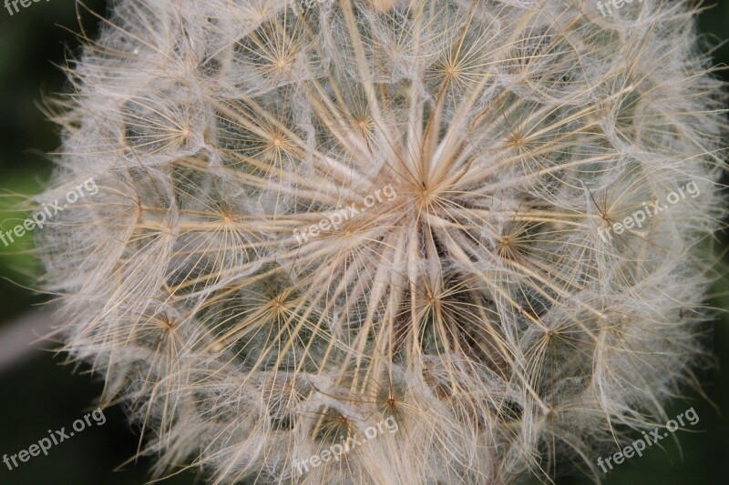 Blue Close-up Dandelion Fluff Officinale