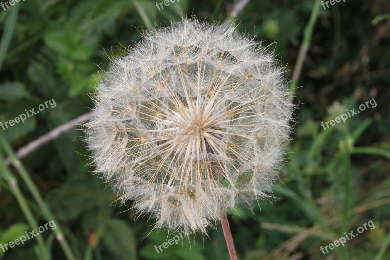 Blue Close-up Dandelion Fluff Officinale