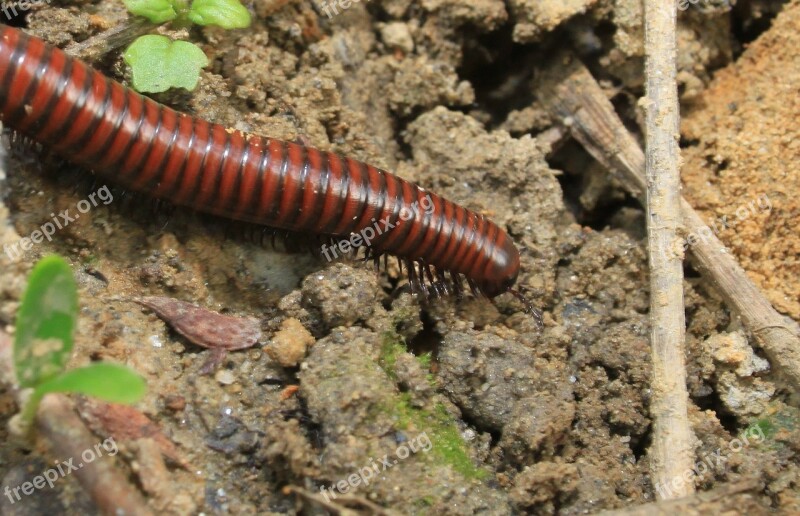 Arthropods Cyanide Hydrogen Millipedes Myriapoda