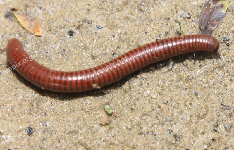 Arthropods Cyanide Hydrogen Millipedes Myriapoda