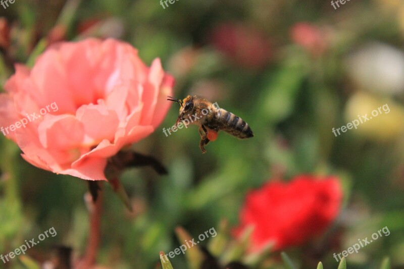 Bee Flight Flowers Honey Insects