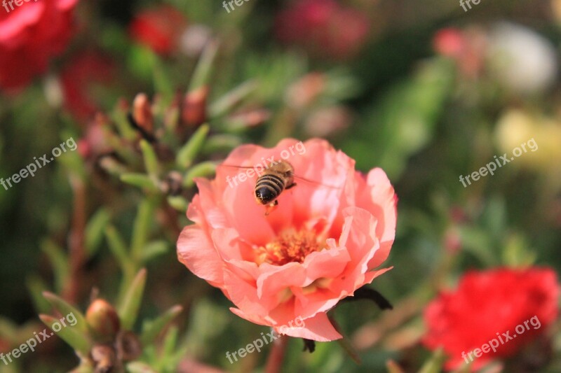 Bee Flight Flowers Honey Insects