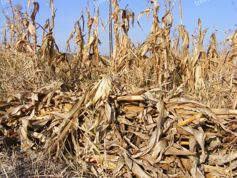 Agriculture Corn Dried Fall Field