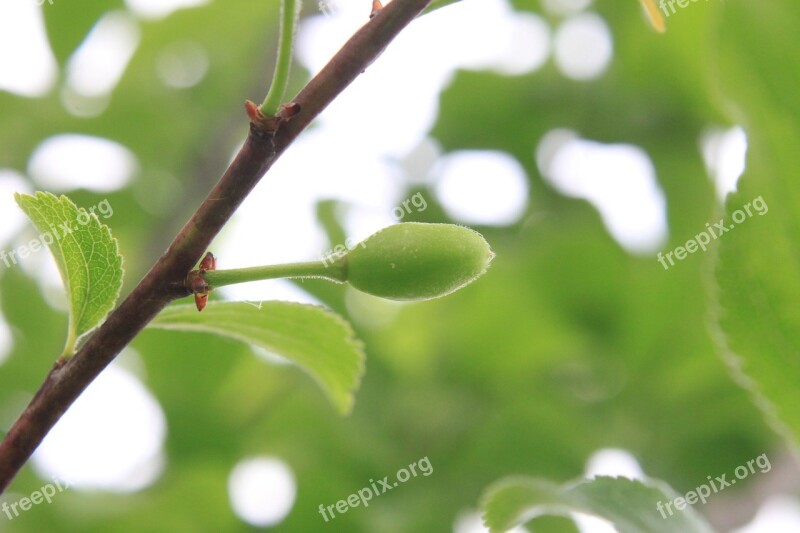 Green Growing Plums Prunus Raw