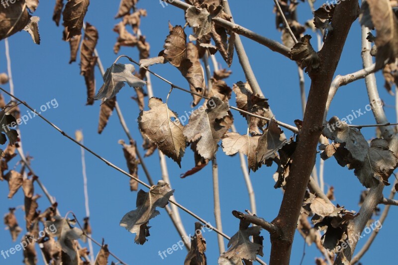 Dried Leaves Mulberry Trees Autumn