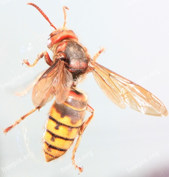 Captivity Climbing Close-up Glass Hornet