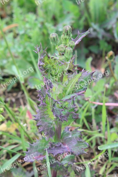 Green Oleraceus Sonchus Sow Thistle