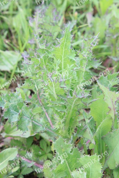 Green Oleraceus Sonchus Sow Thistle