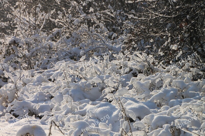 Branches Cold Forest Frozen Ice