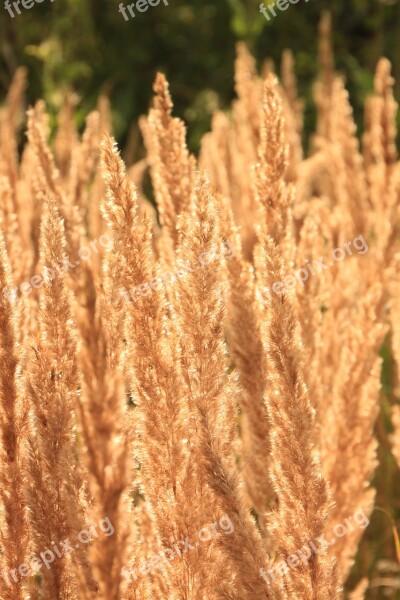 Backlit Ears Flare Grass Sun