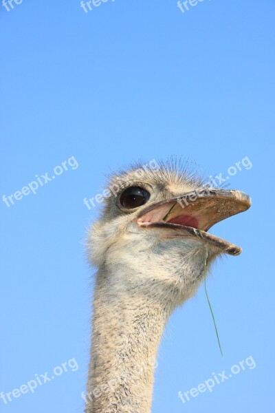 Beak Close-up Eyes Head Ostrich