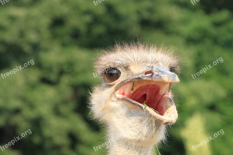 Beak Close-up Eyes Head Ostrich