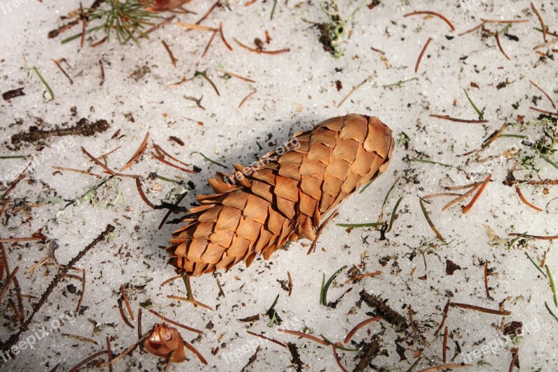 Cones Frozen Snow Spruce White