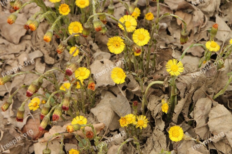 Angiosperms Coltsfoot Edge Flowers River