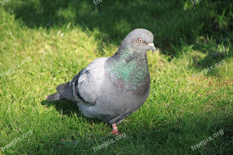 City Grass Green Pigeons Sunny