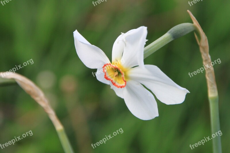 Daffodil Flowers Narcissus White Yellow