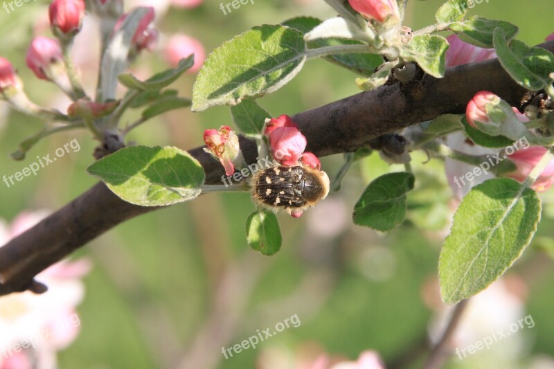 Apple Beetles Flowers Pollinating Pollination