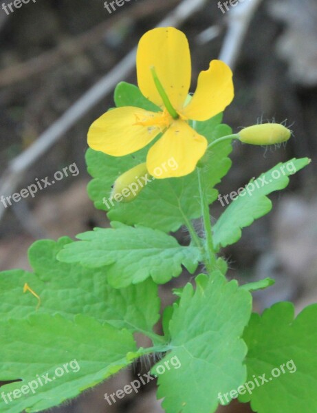 Flowers Greate R Celandine Tetterwort Yellow