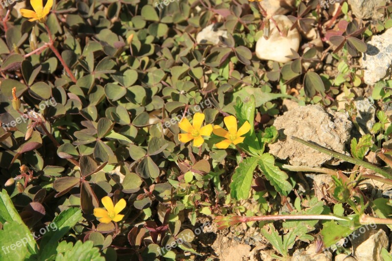 Clover Flowers Oxalis Pes-caprae Yellow