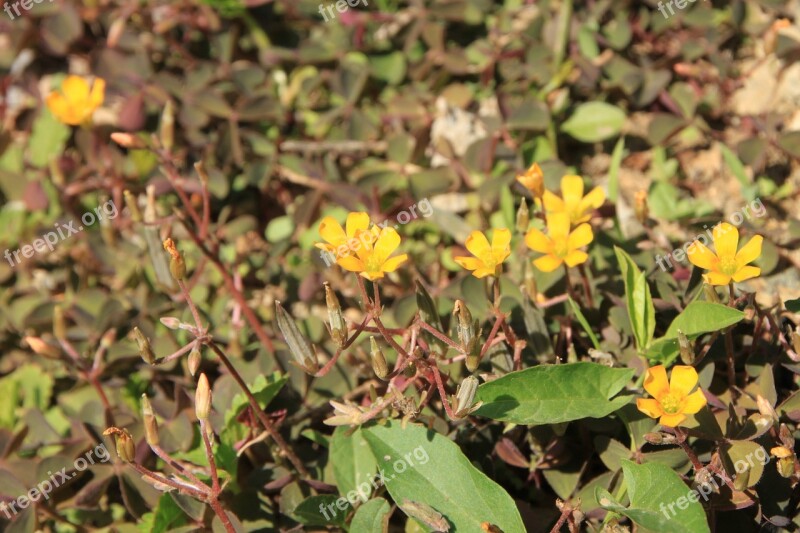 Clover Flowers Oxalis Pes-caprae Yellow