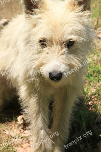 Abandoned Dogs Mad Sad Stray