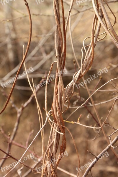 Beard Clematis Curled Joy Old