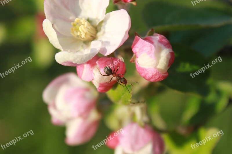 Ant Apple Blossom Climbing Flower