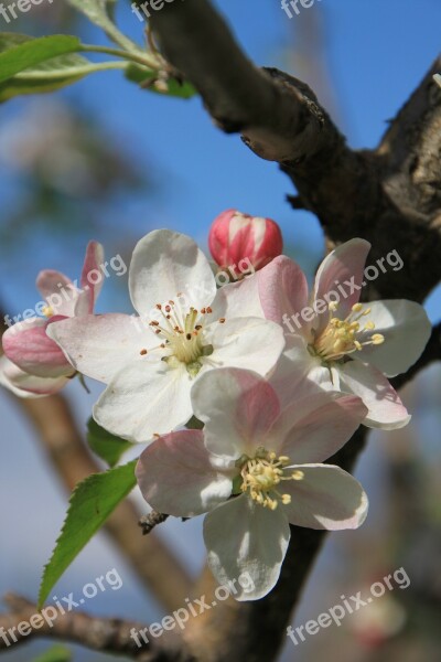 Apple April Blossom Close-up Flowers