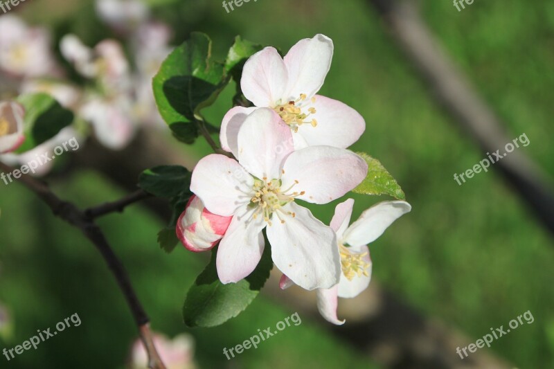 Apple April Blossom Close-up Flowers