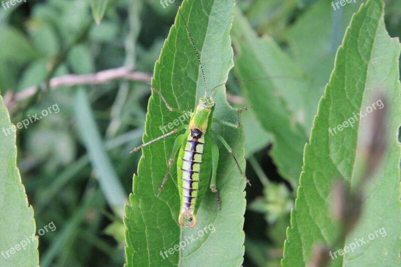 Blade Caelifera Ebulus Grasshopper Green