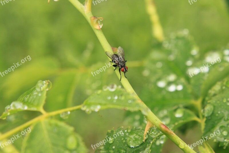 Drops Fly Rain Raindrops Rose