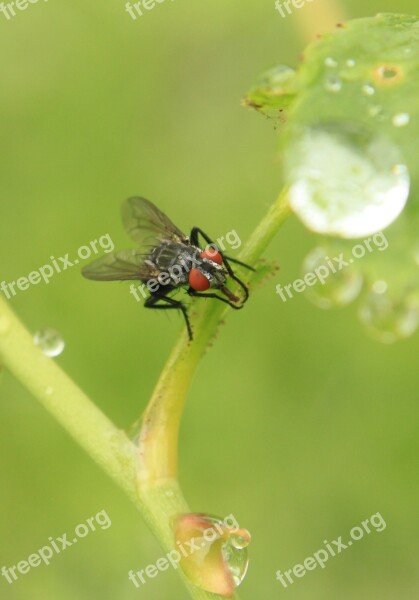 Drops Fly Rain Raindrops Rose