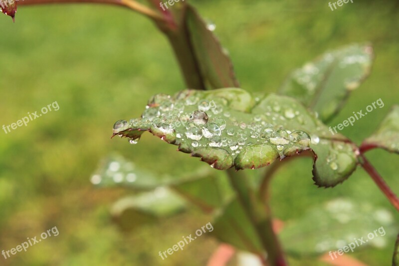 Drops Green Leaf Leaves Raindrops