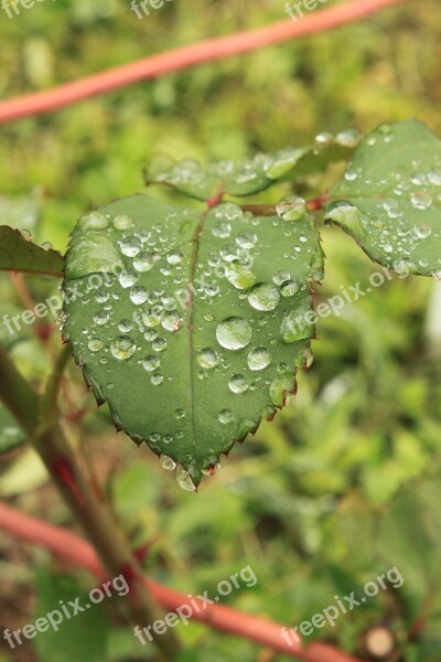 Drops Green Leaf Leaves Raindrops