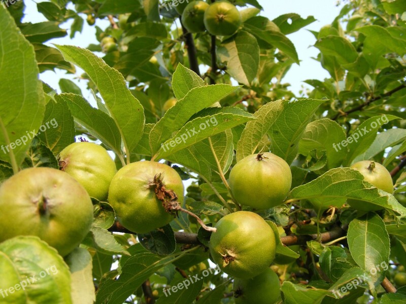 Apples Branch Green Leaves Fruit